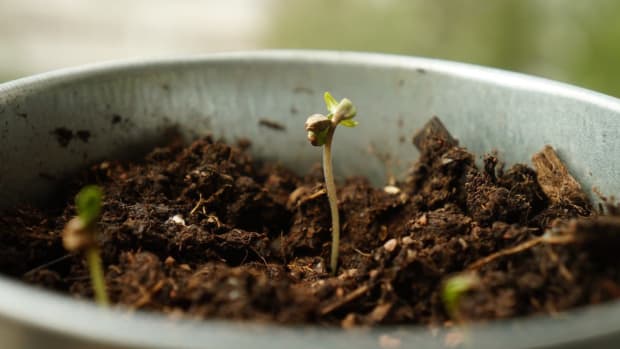 Seedling For Plant