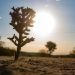 Solar Social 2025 – Desert Days, Galactic Nights